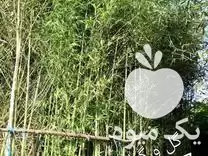 فروش لوله بامبو در گروه خرید و فروش نهال بامبو در یکمیوه -عکس1