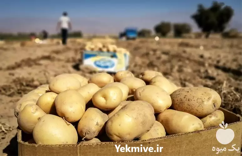 خرید عمده سیب زمینی در همدان در گروه خرید و فروش سیب زمینی در یکمیوه -عکس1