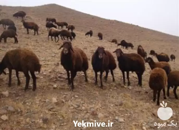 فروش گوسفند افشار در تهران در گروه گاو و گوسفند و میش و بز کهره گوساله در یکمیوه -عکس1