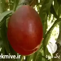 قیمت خرید نهال شلیل در ساری در گروه خرید و فروش نهال میوه در یکمیوه