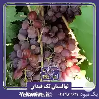 خرید و قیمت نهال انگور صاحبی در ارومیه در گروه خرید و فروش نهال انگور در یکمیوه