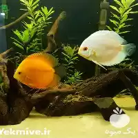 مشاوره راه اندازی سالن پرورش ماهی زینتی در تهران در گروه دوره آموزش کشاورزی در یکمیوه