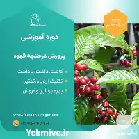 دوره آموزشی پرورش قهوه در تهران در گروه دوره آموزش کشاورزی در یکمیوه