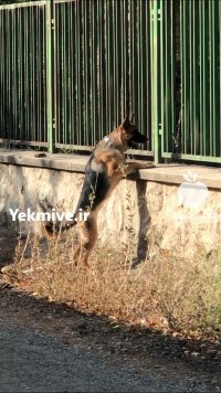 فروش ژرمن شپرد اصیل با گواهی در لواسان در گروه سگ و گربه در یکمیوه