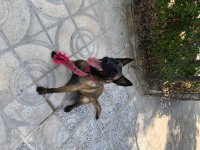 فروش سگ مالینویز اصیل با گواهی در کرج در گروه سگ و گربه در یکمیوه