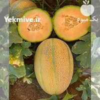 فروش بذر ملون جنیتا گاوریش در بجنورد در گروه خرید و فروش بذر ملون در یکمیوه