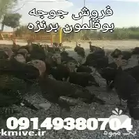 قیمت خرید بوقلمون 1 ماهه در گروه مرغ و خروس و بوقلمون و اردک قو قاز در یکمیوه