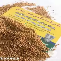 قیمت فروش بذر یونجه در اهواز در گروه خرید و فروش بذر یونجه در یکمیوه