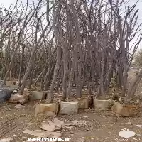 قیمت فروش نهال ریشه پر زیتون در تهران در گروه خرید و فروش نهال در یکمیوه