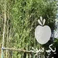 فروش لوله بامبو در گروه خرید و فروش نهال بامبو در یکمیوه