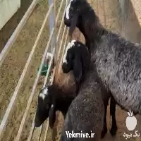 قیمت خرید گوسفند ارگانیک زیر نظر در تهران در گروه گاو و گوسفند و میش و بز کهره گوساله در یکمیوه