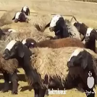 خرید گوسفند زنده با بیشترین تنوع در گروه گاو و گوسفند و میش و بز کهره گوساله در یکمیوه