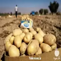 خرید عمده سیب زمینی در همدان در گروه خرید و فروش سیب زمینی در یکمیوه