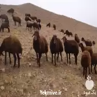 فروش گوسفند افشار در تهران در گروه گاو و گوسفند و میش و بز کهره گوساله در یکمیوه