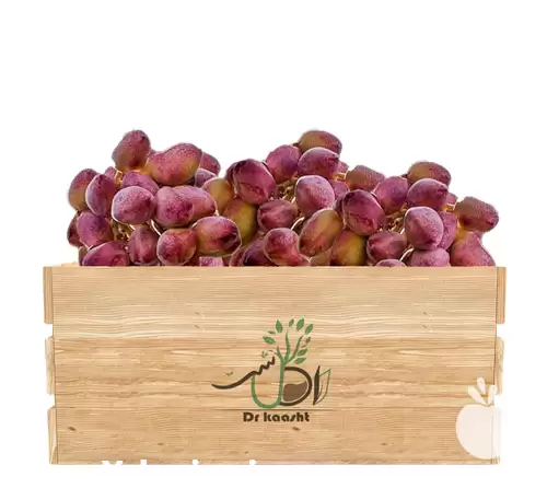 فروش عمده نهال پسته دامغان در گروه خرید و فروش نهال پسته در یکمیوه -عکس1