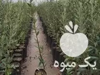 فروش نهال زیتون در ساوه در گروه خرید و فروش نهال زیتون در یکمیوه -عکس1