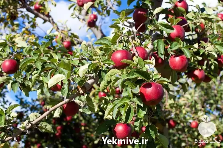 فروش خرید نهال سیب تو سرخ در گروه خرید و فروش نهال میوه در یکمیوه -عکس1