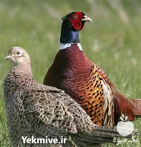 قیمت خرید قرقاول ماده قرقاول نر در اصفهان در گروه خرید و فروش انواع پرنده در یکمیوه -عکس1