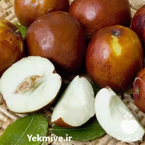 قیمت خرید نهال عناب چینی آجری در گروه خرید و فروش نهال عناب در یکمیوه -عکس1