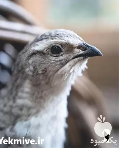 فروش آموزش پرورش بلدرچین گوشتی در تهران در گروه دوره آموزش کشاورزی در یکمیوه -عکس1