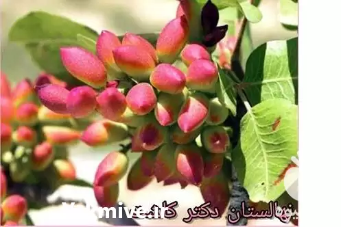 قیمت خرید عمده نهال پسته دامغان در تهران در گروه خرید و فروش نهال پسته در یکمیوه -عکس1