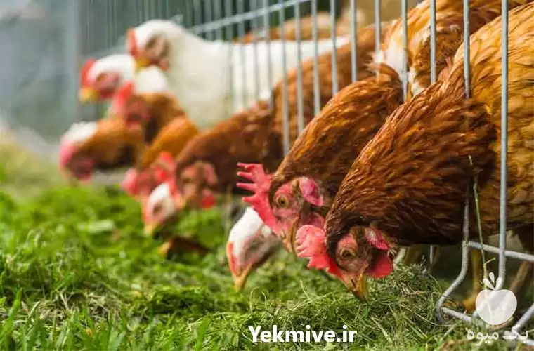 قیمت خرید مرغ بومی در ارومیه در گروه مرغ و خروس و بوقلمون و اردک قو قاز در یکمیوه -عکس1