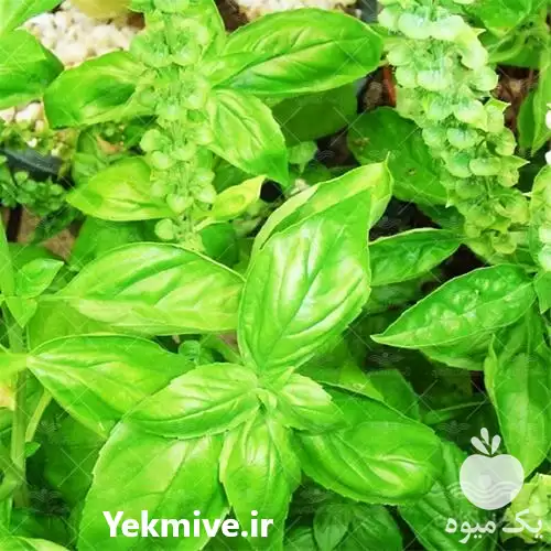 قیمت خرید پخش بذر ریحان ایتالیایی در گروه خرید و فروش بذر سبزی در یکمیوه -عکس1
