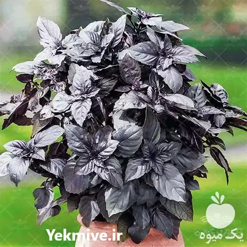 قیمت خرید بذر ریحان سیاه آرکا در تهران در گروه خرید و فروش بذر سبزی در یکمیوه -عکس1