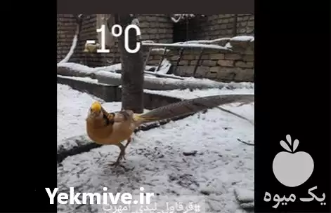 قیمت خرید جوجه قرقاول لیمویی یک در گروه مرغ و خروس و بوقلمون و اردک قو قاز در یکمیوه -عکس1