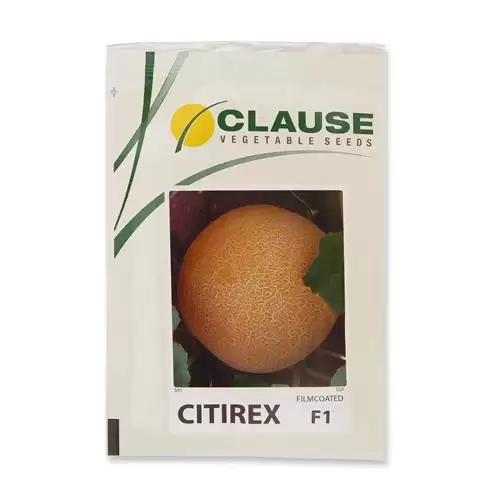 قیمت خرید بذر خربزه گالیا سیتیرکس در گروه خرید و فروش بذر خربزه در یکمیوه -عکس1