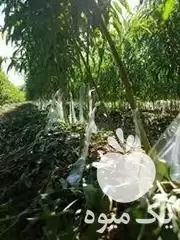 کار در باغ میوه در میاندوآب در گروه باغدار در یکمیوه -عکس1