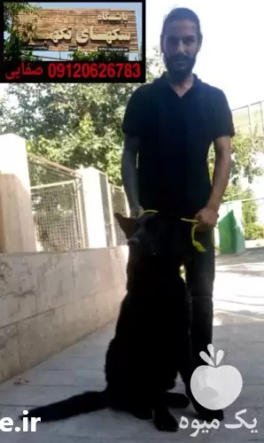 قیمت خرید سگ ژرمن بلک کینگ در کرج در گروه سگ و گربه در یکمیوه -عکس1