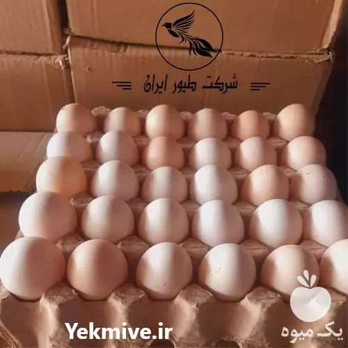 فروش تخم مرغ گلپایگانی در تهران در گروه انواع تخم ها در یکمیوه -عکس1