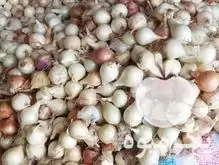 فروش پیاز محلی تمیز در گروه خرید و فروش پیاز در یکمیوه -عکس1