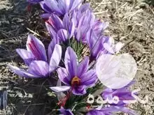 فروش پیازچه زعفران از مراغه در گروه خرید و فروش زعفران در یکمیوه -عکس1