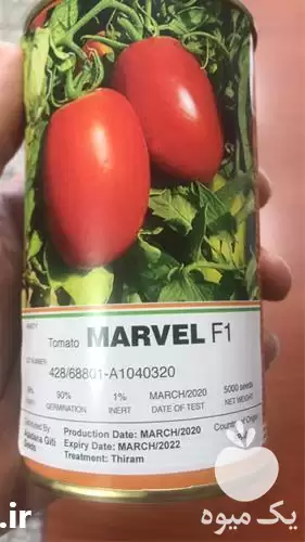 فروش بذر گوجه فرنگی مارول اسپانیا در بوشهر در گروه خرید و فروش بذر گوجه در یکمیوه -عکس1