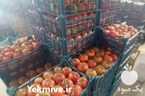 فروش خرید قیمت گوجه گلخانه ای در کشاورز در گروه خرید و فروش گوجه فرنگی در یکمیوه -عکس1