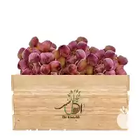 فروش عمده نهال پسته دامغان در گروه خرید و فروش نهال پسته در یکمیوه