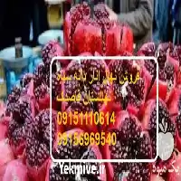 فروش نهال انار دانه سیاه در تهران در گروه خرید و فروش نهال انار در یکمیوه