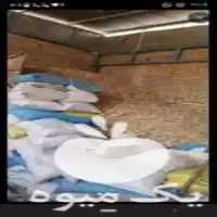 قیمت خرید پخش خوراک دام و طیوربه در کاشمر در گروه خوراک دام و طیور در یکمیوه