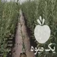 فروش نهال زیتون در ساوه در گروه خرید و فروش نهال زیتون در یکمیوه