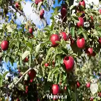 فروش خرید نهال سیب تو سرخ در گروه خرید و فروش نهال میوه در یکمیوه