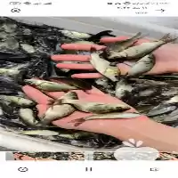 فروش ماهی های گرمابی کپور آمور در تهران در گروه خرید و فروش انواع ماهی در یکمیوه