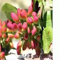 قیمت خرید عمده نهال پسته دامغان در تهران در گروه خرید و فروش نهال پسته در یکمیوه