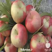 قیمت خرید نهال سیب شیخ امیری در مشهد در گروه خرید و فروش نهال میوه در یکمیوه