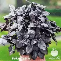 قیمت خرید بذر ریحان سیاه آرکا در تهران در گروه خرید و فروش بذر سبزی در یکمیوه