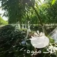 کار در باغ میوه در میاندوآب در گروه باغدار در یکمیوه