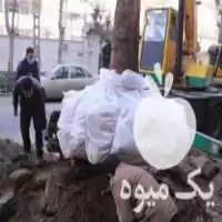 فروش جابجایی درخت و تزریق کود در تجریش در گروه خرید و فروش کود مایع در یکمیوه