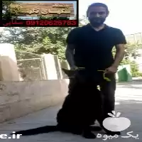 قیمت خرید سگ ژرمن بلک کینگ در کرج در گروه سگ و گربه در یکمیوه