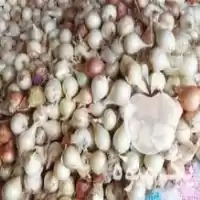 فروش پیاز محلی تمیز در گروه خرید و فروش پیاز در یکمیوه